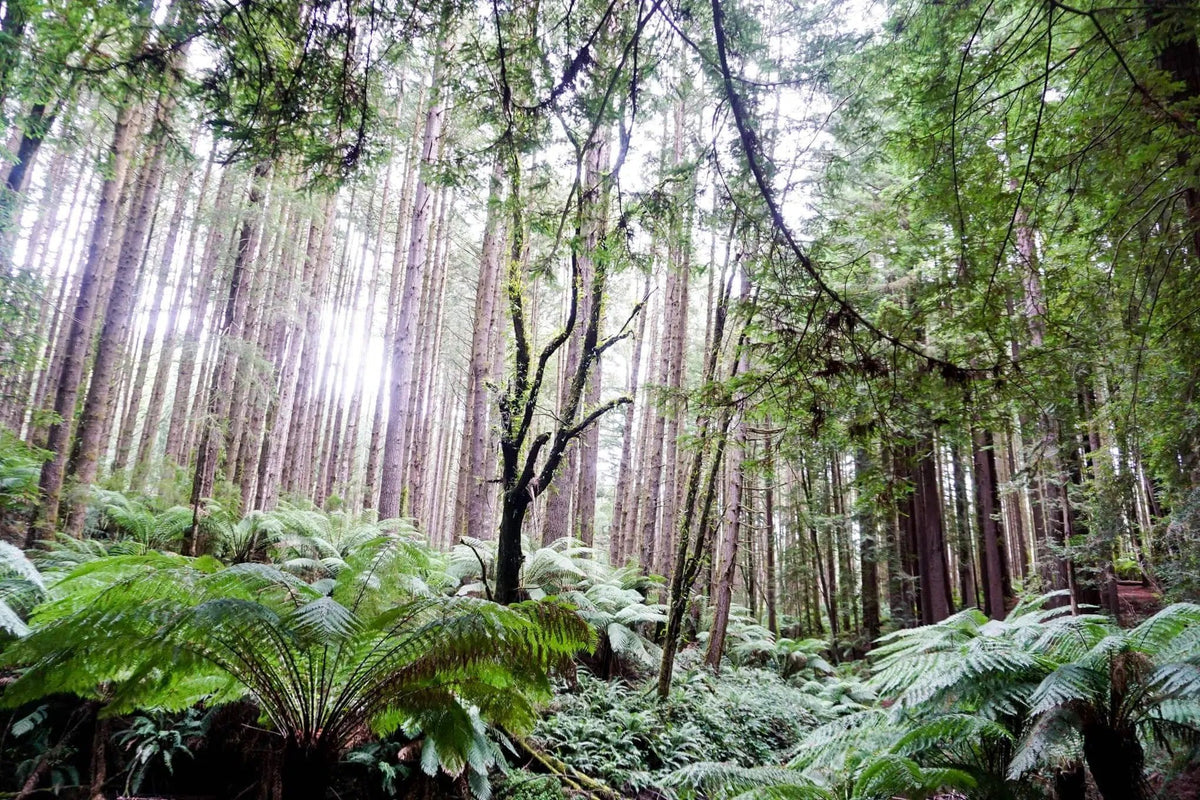 Discover Victoria’s National Parks: The Best Hikes in Victoria