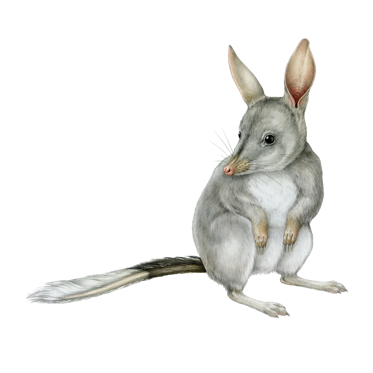 Greater bilby