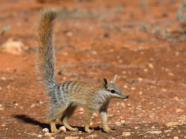Say hello to the numbat